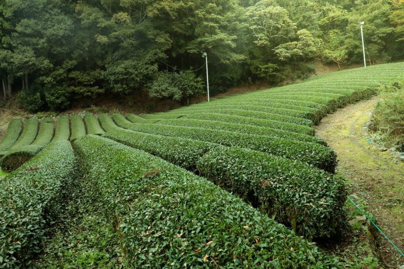 shizuoka tea plantation tour